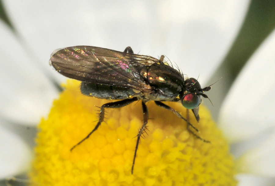 Dolichopodidae; forse Dolichopus sp.